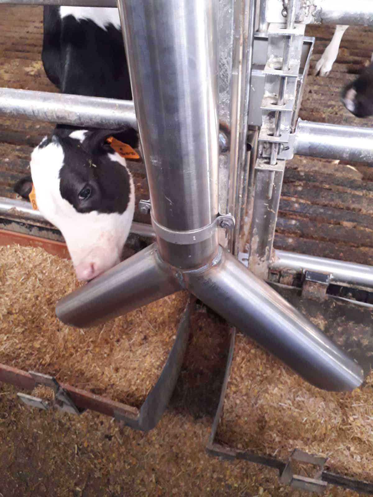 Impianto di mangime per vitelli di razza piemontese – Collari inox in due pezzi