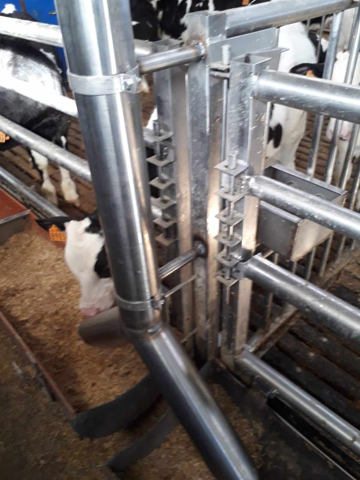 Impianto di mangime per vitelli di razza piemontese – Collari inox in due pezzi