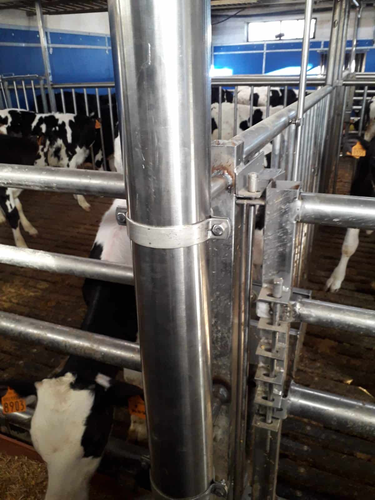 Feed plant for Piedmontese calves – Stainless steel clamps
